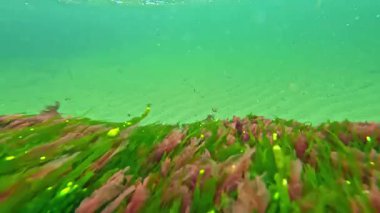 Yeşil algler Enteromorpha ve kırmızı algler seramium rubrum ve Porphyra Karadeniz 'deki yeşil suyun arka planında sallanırlar.