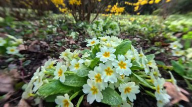 Primula veris, uzun ömürlü süs bitkisi baharın başlarında bahçede sarı çiçeklerle çiçek açıyor.