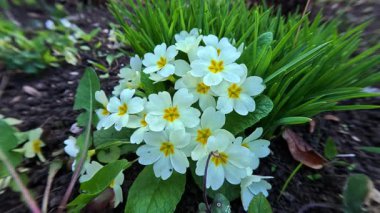 Primula veris, uzun ömürlü süs bitkisi baharın başlarında bahçede sarı çiçeklerle çiçek açıyor.