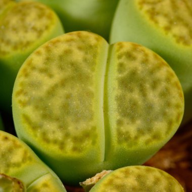 Mesembs Lithops bromfieldii v. insularis Sulphurea, Namibya 'dan Güney Afrika bitkisi.