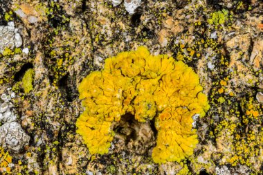 Karadeniz, Ukrayna yakınlarındaki kıyı kayalıklarında farklı türde litofil kabuklu kertenkeleler yetişiyor.