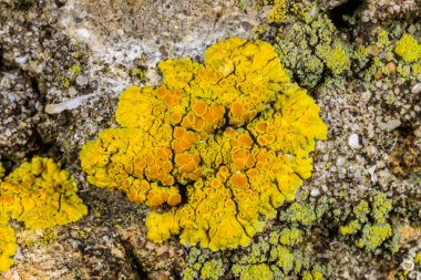 Karadeniz, Ukrayna yakınlarındaki kıyı kayalıklarında farklı türde litofil kabuklu kertenkeleler yetişiyor.