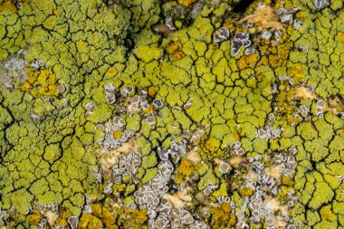 Karadeniz, Ukrayna yakınlarındaki kıyı kayalıklarında farklı türde litofil kabuklu kertenkeleler yetişiyor.