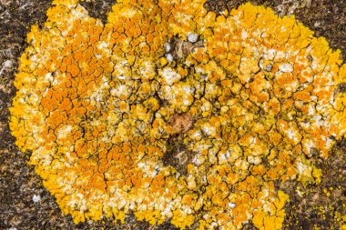 Xanthoria parietina ve kalın bir ağaç dalında farklı türde liken konsorsiyumu. 