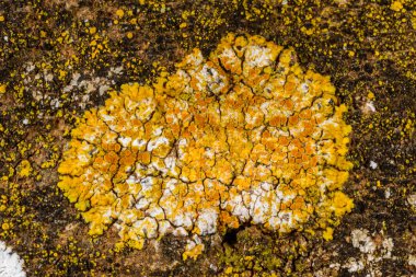 Xanthoria parietina ve kalın bir ağaç dalında farklı türde liken konsorsiyumu. 