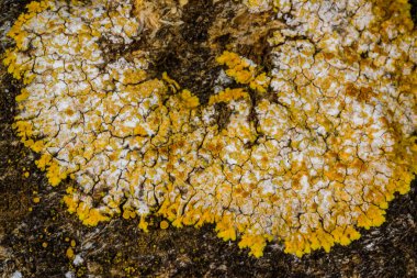 Xanthoria parietina ve kalın bir ağaç dalında farklı türde liken konsorsiyumu. 