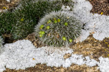 Grimmi ya da pulvinat kuru kaya yosunu Grimmia pulvinata, baharda taşların üzerinde genç sporofitler olan yeşil yosun.