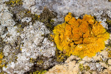 Karadeniz yakınlarındaki beton bir iskelede yetişen tuza dayanıklı kabuklu kertenkeleler.