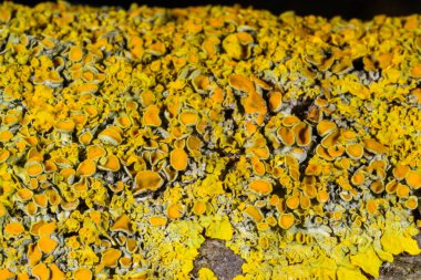 Karadeniz yakınlarındaki beton bir iskelede yetişen tuza dayanıklı kabuklu kertenkeleler.