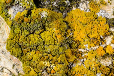 Karadeniz yakınlarındaki beton bir iskelede yetişen tuza dayanıklı kabuklu kertenkeleler.