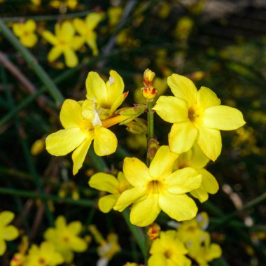 Jasminum nudiflorum, kışın ve baharda açan süs çiçeği sarı çiçekleri, Odessa