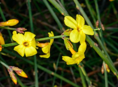 Jasminum nudiflorum, kışın ve baharda açan süs çiçeği sarı çiçekleri, Odessa
