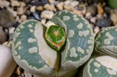 Mesembs Lithops otzeniana - Namibya 'dan Güney Afrika bitkisi süper sulu bitkilerin botanik koleksiyonunda