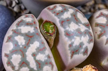 Mesembs Lithops dorotheae - Namibya 'dan Güney Afrika bitkisi süper sulu bitkilerin botanik koleksiyonunda