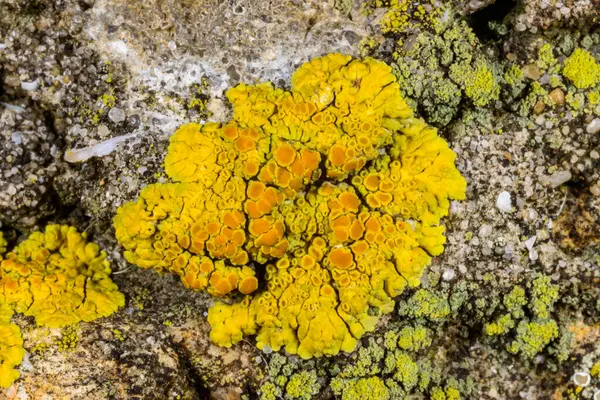 Karadeniz, Ukrayna yakınlarındaki kıyı kayalıklarında farklı türde litofil kabuklu kertenkeleler yetişiyor.