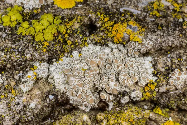 Karadeniz, Ukrayna yakınlarındaki kıyı kayalıklarında farklı türde litofil kabuklu kertenkeleler yetişiyor.
