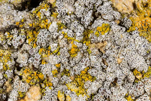 Karadeniz, Ukrayna yakınlarındaki kıyı kayalıklarında farklı türde litofil kabuklu kertenkeleler yetişiyor.