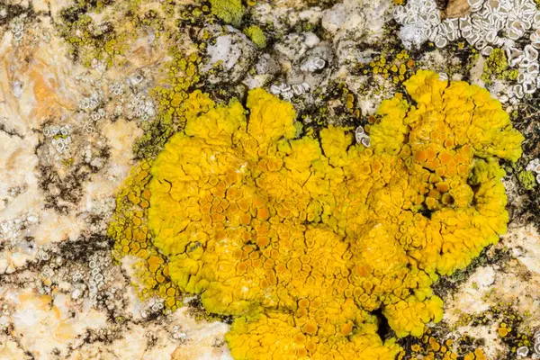 Karadeniz, Ukrayna yakınlarındaki kıyı kayalıklarında farklı türde litofil kabuklu kertenkeleler yetişiyor.