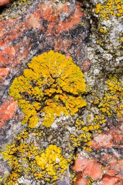 Karadeniz, Ukrayna yakınlarındaki kıyı kayalıklarında farklı türde litofil kabuklu kertenkeleler yetişiyor.