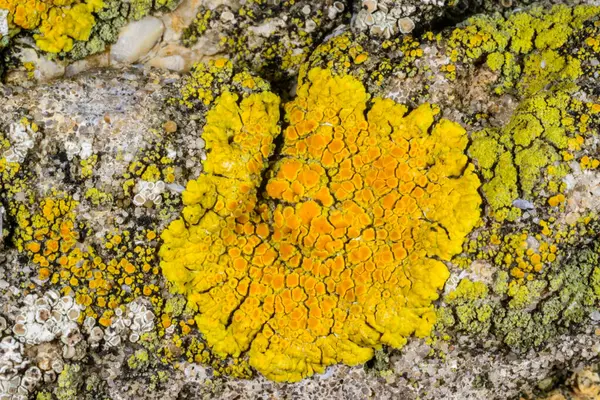 Karadeniz, Ukrayna yakınlarındaki kıyı kayalıklarında farklı türde litofil kabuklu kertenkeleler yetişiyor.