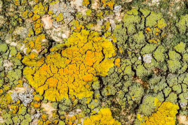 Karadeniz, Ukrayna yakınlarındaki kıyı kayalıklarında farklı türde litofil kabuklu kertenkeleler yetişiyor.