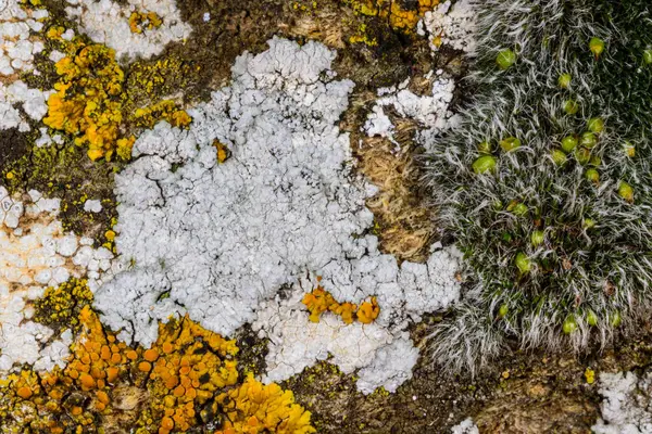 Grimmi ya da pulvinat kuru kaya yosunu Grimmia pulvinata, baharda taşların üzerinde genç sporofitler olan yeşil yosun.
