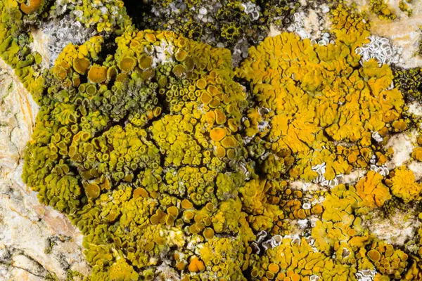 Karadeniz yakınlarındaki beton bir iskelede yetişen tuza dayanıklı kabuklu kertenkeleler.