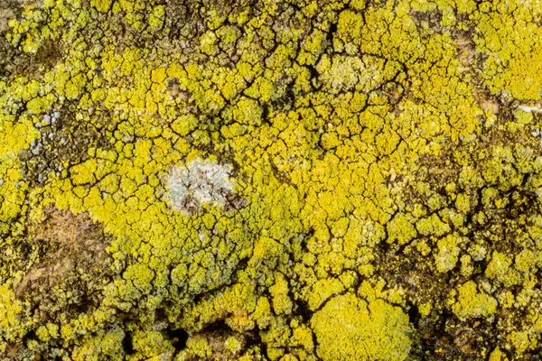 Karadeniz yakınlarındaki beton bir iskelede yetişen tuza dayanıklı kabuklu kertenkeleler.