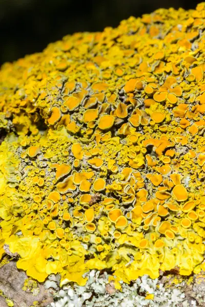 Karadeniz yakınlarındaki beton bir iskelede yetişen tuza dayanıklı kabuklu kertenkeleler.