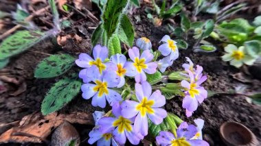 Primula veris, uzun ömürlü süs bitkisi baharın başlarında bahçede sarı çiçeklerle çiçek açıyor.
