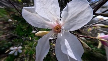 Baharda bahçede beyaz manolya çiçeği, Ukrayna