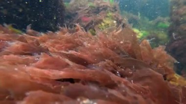 Kırmızı alg Porphyra sp 'ye yakın çekim. İlkbaharda Karadeniz kıyısındaki bir kayada sallanırken