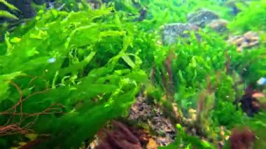 Su altı manzarası, Yeşil yosun Enteromopha ve Cladophora Karadeniz 'deki taşların üzerinde kıyıya yakın sallanıyorlar.