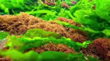 Su altı manzarası, Yeşil yosun Enteromorpha ve kırmızı alg seramium Karadeniz 'deki taşların üzerinde kıyıya yakın sallanıyor.