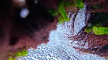 Suyun altından yukarıya bakın, akan suyun yüzeyinde hava kabarcıkları ve su akışında kırmızı alg seramium ve Enteromorpha salınımı