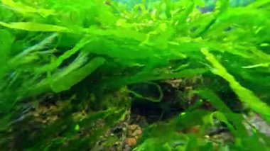 Karadeniz 'de ilkbaharda Karadeniz kıyısında dalgalanan yeşil alg Enteromorpha bağırsaklarının yakın çekimi