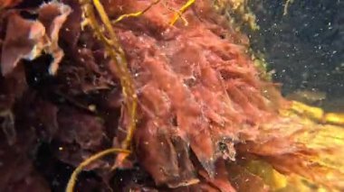 Sualtı manzarası yakın, kırmızı algler Porphyra leucosticta Karadeniz 'deki taşların üzerinde kıyıya yakın sallanıyor.