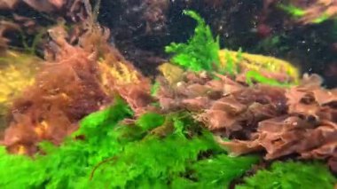 Su altı manzarası yakın plan, kırmızı alg Porphyra leucosticta ve Cladophora sp. Karadeniz 'deki taşların üzerinde kıyıda sallanırken