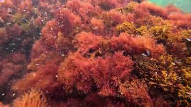 Su altı yosunları yakın plan, kırmızı alg seramium rubrum Karadeniz 'deki kayalıklarda kıyıya yakın sallanıyor.
