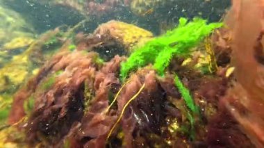 Sualtı manzarası yakın, kırmızı algler Porphyra leucosticta Karadeniz 'deki taşların üzerinde kıyıya yakın sallanıyor.