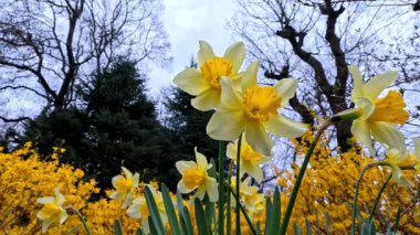 Sarı nergisler baharda, Ukrayna 'da bir bahçede gökyüzüne karşı çiçek açıyor.