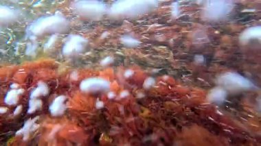 Su altı yosunları yakın plan, kırmızı alg seramium rubrum Karadeniz 'deki kayalıklarda kıyıya yakın sallanıyor.