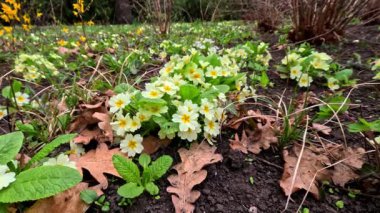 Primula veris, uzun ömürlü süs bitkisi baharın başlarında bahçede sarı çiçeklerle çiçek açıyor.