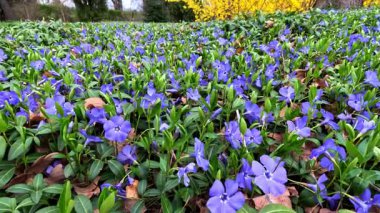 Cüce menekşeli Vinca minör, toprak örtülü süs bitkisi baharda bahçede mavi çiçeklerle çiçek açar, Ukrayna