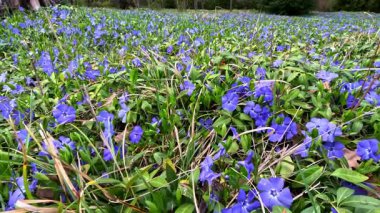 Cüce menekşeli Vinca minör, toprak örtülü süs bitkisi baharda bahçede mavi çiçeklerle çiçek açar, Ukrayna