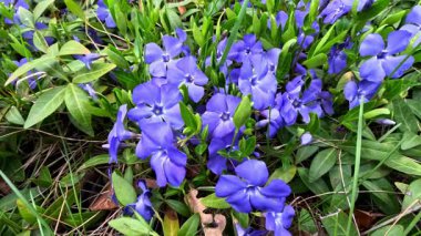 Cüce menekşeli Vinca minör, toprak örtülü süs bitkisi baharda bahçede mavi çiçeklerle çiçek açar, Ukrayna