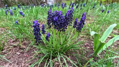 Muscari botryoides - mavi küme şeklinde çiçekli bir bitki grubu