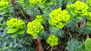 Dekoratif bahçe spreyi Euphorbia sp. Baharda bahçede çiçek açar.