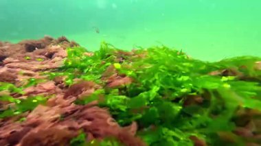 Yeşil algler Enteromorpha ve kırmızı algler seramium rubrum ve Porphyra Karadeniz 'deki yeşil suyun arka planında sallanırlar.