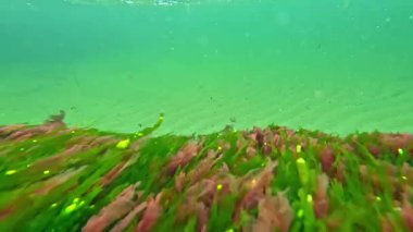 Yeşil algler Enteromorpha ve kırmızı algler seramium rubrum ve Porphyra Karadeniz 'deki yeşil suyun arka planında sallanırlar.